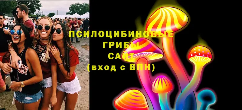 где продают   Малаховка  Псилоцибиновые грибы Cubensis 